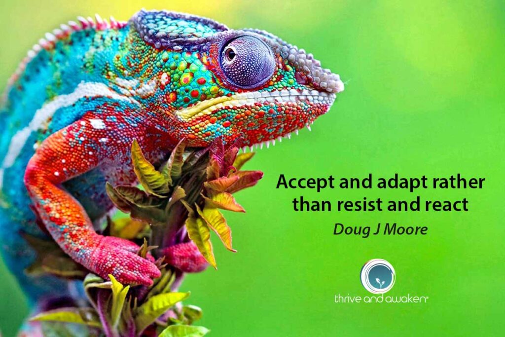 multicolored frog. saying is: accept and adapt rather than resist and react